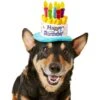 Frisco Birthday Cake Dog & Cat Hat
