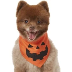 Frisco Jack O' Lantern Pumpkin Dog & Cat Bandana -Cat Supplies Sale 158934 PT2. AC SS1800 V1690828662