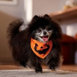 Frisco Jack O' Lantern Pumpkin Dog & Cat Bandana -Cat Supplies Sale 158934 PT4. AC SS1800 V1564430535