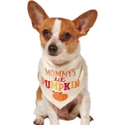 Frisco Mommy's Lil Pumpkin Dog & Cat Bandana -Cat Supplies Sale 158936 PT2. AC SS1800 V1689629423