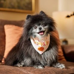 Frisco Mommy's Lil Pumpkin Dog & Cat Bandana -Cat Supplies Sale 158936 PT4. AC SS1800 V1633064807