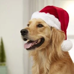 Frisco Holiday Dog & Cat Santa Hat, 1 Count -Cat Supplies Sale 160054 PT4. AC SS1800 V1637650626