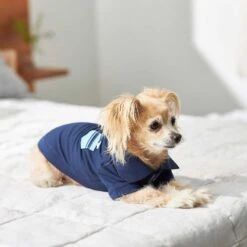 Frisco Dog & Cat Polo Shirt With Accent Pocket -Cat Supplies Sale 248880 PT7. AC SS1800 V1644960683