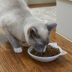 Frisco Cat Face Non-skid Ceramic Cat Dish 7 Frisco Cat Face Non-skid Ceramic Cat Dish -Cat Supplies Sale 256105 PT2. AC SS1800 V1615310882