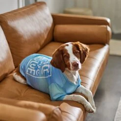 Frisco Peace Love Rescue Dog & Cat T-Shirt -Cat Supplies Sale 315068 PT8. AC SS1800 V1646351303