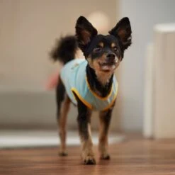 Frisco Just Another Day In Paradise Dog & Cat T-Shirt -Cat Supplies Sale 556406 PT5. AC SS1800 V1675099506