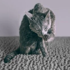 CatGuru Litter Mat, Gray -Cat Supplies Sale 641030 PT4. AC SS1800 V1663797989