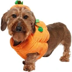 Frisco Pumpkin Ball Dog & Cat Costume -Cat Supplies Sale 708902 PT2. AC SS1800 V1689351041
