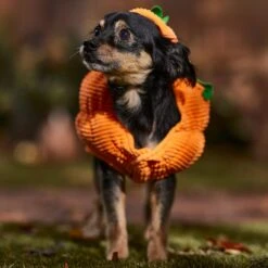 Frisco Pumpkin Ball Dog & Cat Costume -Cat Supplies Sale 708902 PT7. AC SS1800 V1689282553